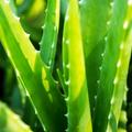 NATURTEX Aloe Vera extra puha és meleg téli garnitúra,140x200+70x90+40x50, hordtáskában, fehér NATURTEX Aloe Vera extra puha és meleg téli garnitúra,140x200+70x90+40x50, hordtáskában, fehér