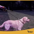 Automatikus fékezhető kutyapóráz 10–25 kg-ig, LED-es zseblámpával, zacskó tartóval, 5 m hosszúságú