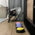 Hangrögzítős oktatójáték kutyáknak, színes kutyakiképző gombok, 4 db-os szettben