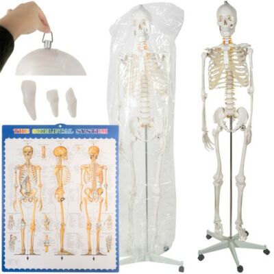 Anatómiai csontváz modell, guruló állvánnyal, porvédővel, 1:1 méretarányban, 180×55 cm méretben